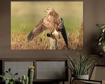Buzzard