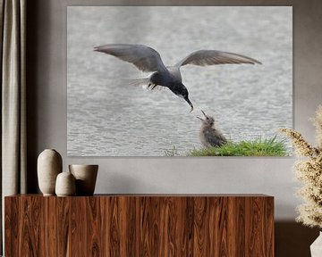 Zwarte stern van Rinnie Wijnstra (FotoAmeland )