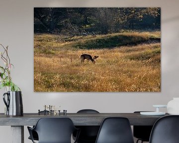 Deer, grazing in the wild