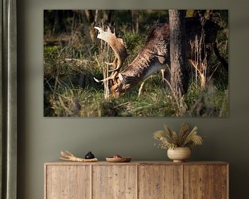Deer in the wild