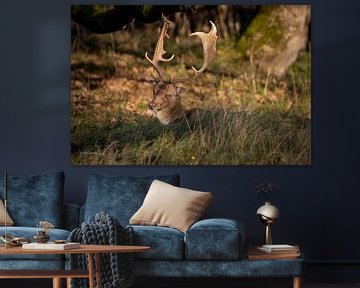 Resting deer