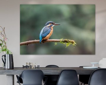 IJsvogel op de uitkijk van Nature by Micha