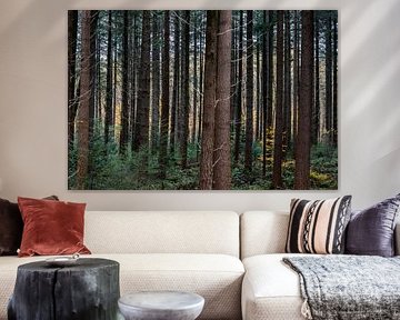 De bomen in het bos vormen de barcode van de natuur van Hans de Waay