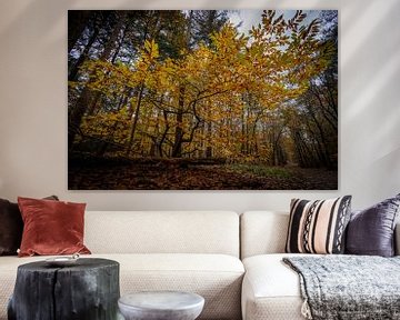Vergeelde bladeren in het bos; de herfst is begonnen by Hans de Waay