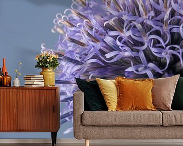 Blauwgrijs - lila: Een halve kogeldistel (Echinops) begint te bloeien by Marjolijn van den Berg
