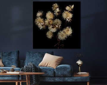 Fluff from an autumn aster by Klaartje Majoor