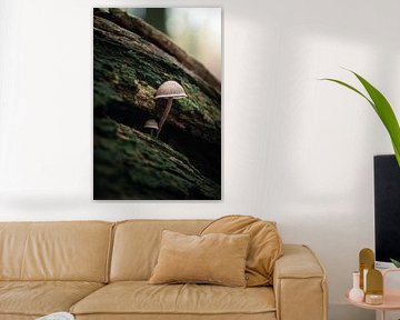 The Sun by Jeltse Bosma