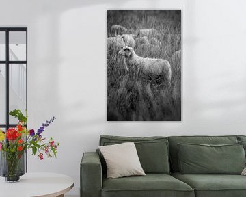 Tijdloos in het Veld - Schaap in Monochroom van Femke Ketelaar