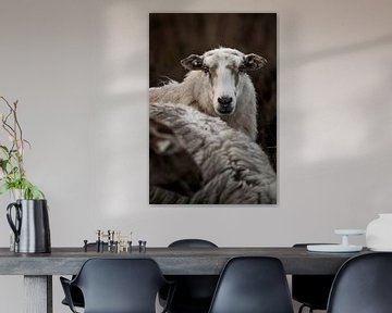 Focus on the Flock - Sheep in Portrait by Femke Ketelaar