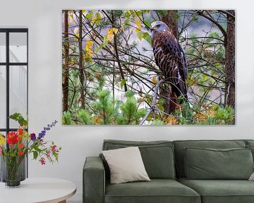 Red kite in a tree by Teresa Bauer