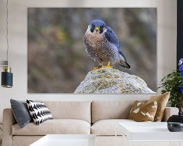 Peregrine falcon on a stone by Teresa Bauer