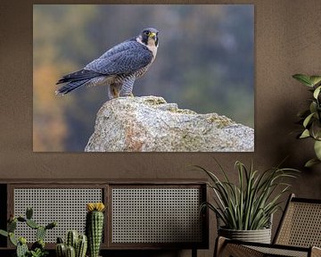 Peregrine falcon by Teresa Bauer