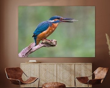 Kingfisher with fish