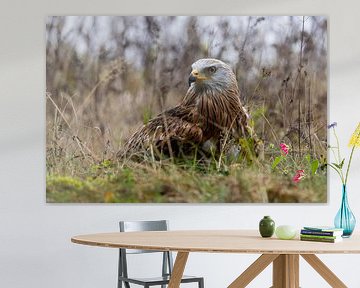 Red kite in the meadow by Teresa Bauer