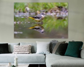 Grijze kwikstaart met reflectie van Teresa Bauer