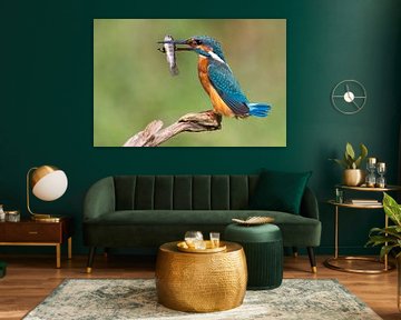 IJsvogel met vis