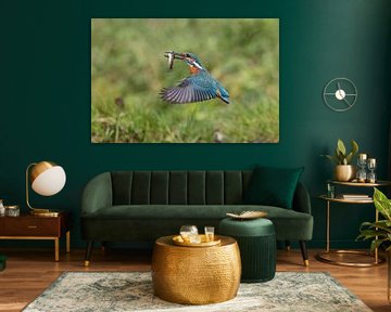 IJsvogel met vis tijdens de vlucht