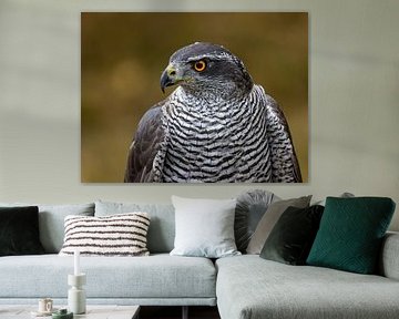 Habicht im Portrait