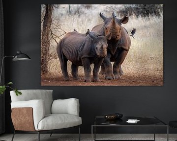 Rhinocéros mère &amp ; fille sur Cathy Janssens