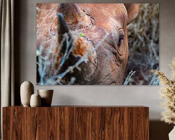 Rhinocéros en gros plan sur Cathy Janssens