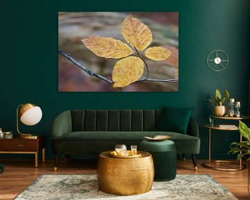 Beech leaves in autumn colours