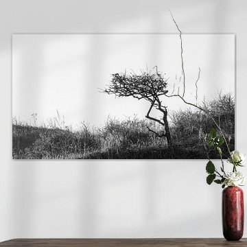 Lonely tree on a dune