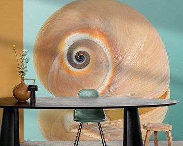 A simple still life: Snail shell with warm colours with a turquoise background by Marjolijn van den Berg