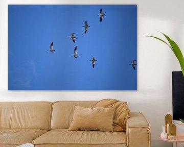 Snow geese in autumn by Claude Laprise