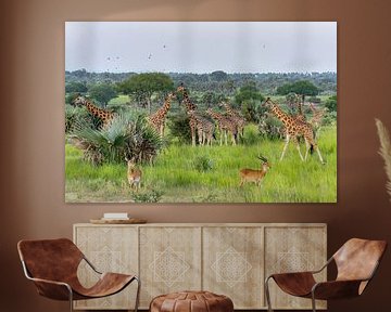 Famille de girafes en Ouganda. sur Albert Beukhof