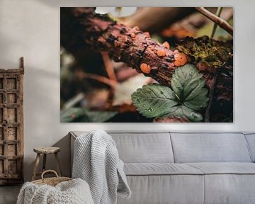 Amberjuweeltjes van het bos van Ilona Water