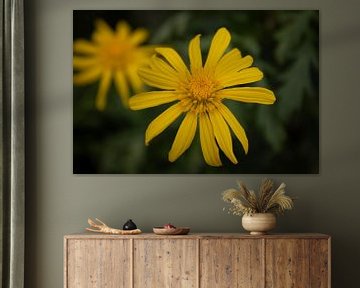 Flowers van Rens van Duijn