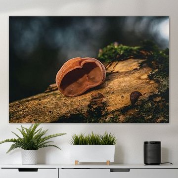 Eine verborgene Welt