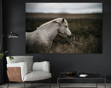 Beautiful White Icelandic wild horse in the field