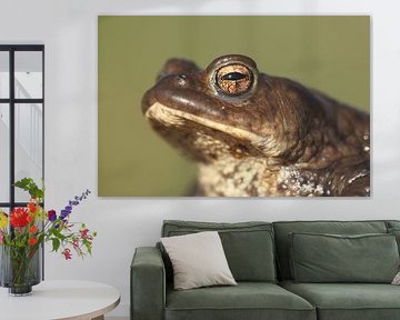 Common Toad (Bufo bufo)