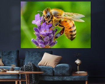Biene auf Lavendel von Poster Art Shop