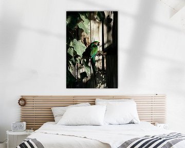 Kleurrijke papegaai in de schaduw van Poster Art Shop