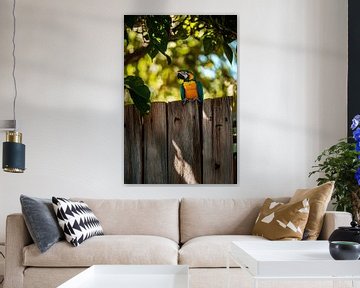 Papegaai op het hek van Poster Art Shop