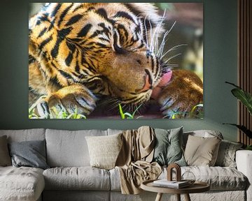 Close-up van een "Sumatraanse tijger"  van Kaj Hendriks