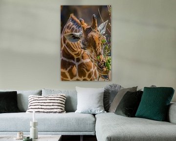"Hongerige giraffe" in Australië van Kaj Hendriks