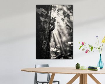 Eekhoorns in het bos van Poster Art Shop