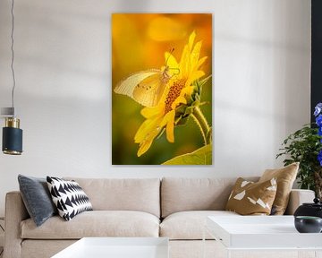 Butterfly on sunflower by Poster Art Shop