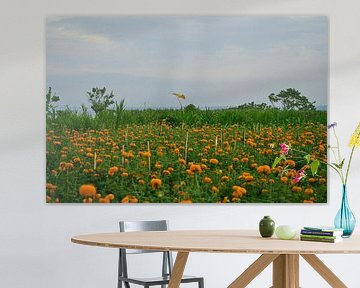 A field of Marigolds by Martijn Stoppels