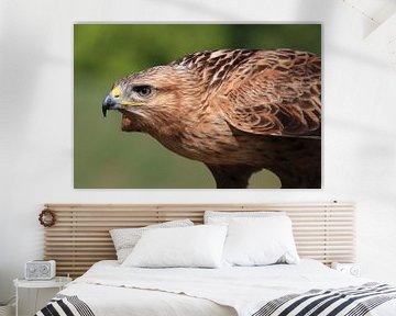 Arendbuizerd (Buteo rufinus) van Ronald Pol