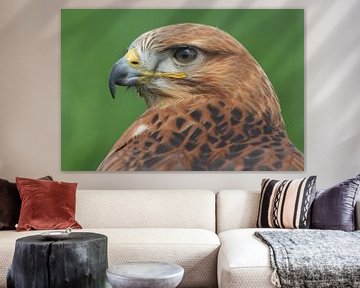 Arendbuizerd (Buteo rufinus) van Ronald Pol