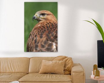 Arendbuizerd (Buteo rufinus) van Ronald Pol