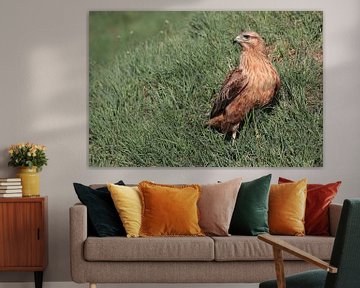 Arendbuizerd (Buteo rufinus) van Ronald Pol