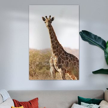 giraffe op de savanne