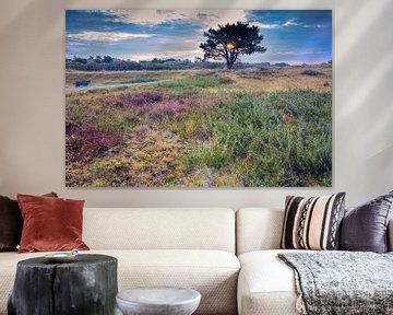 flowering heather in the Helders dunes by eric van der eijk