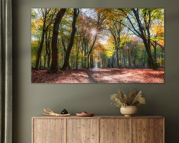 forest with sunlight during autumn by eric van der eijk