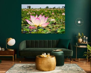 Bloei van de Lotus bloem, Cambodja